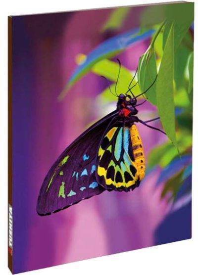 Blank Book - Butterfly