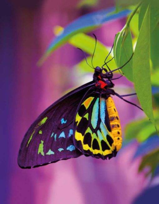 Blank Book - Butterfly – Image 2